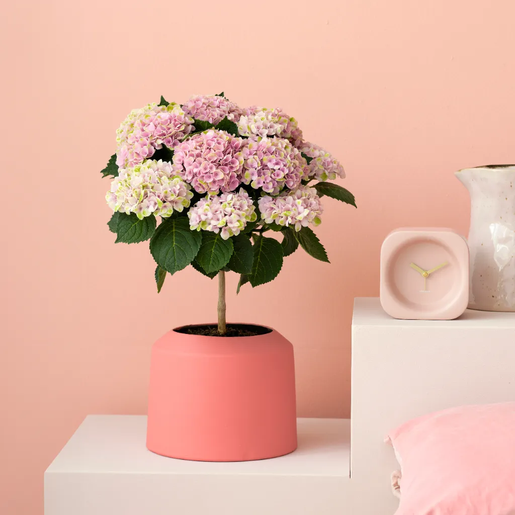 Hortensia Magical op stam (roze) - Hydrangea Revolution - P14