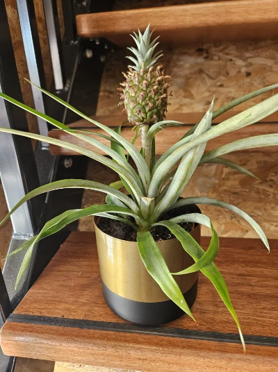 UGC Ananas Comosus pot