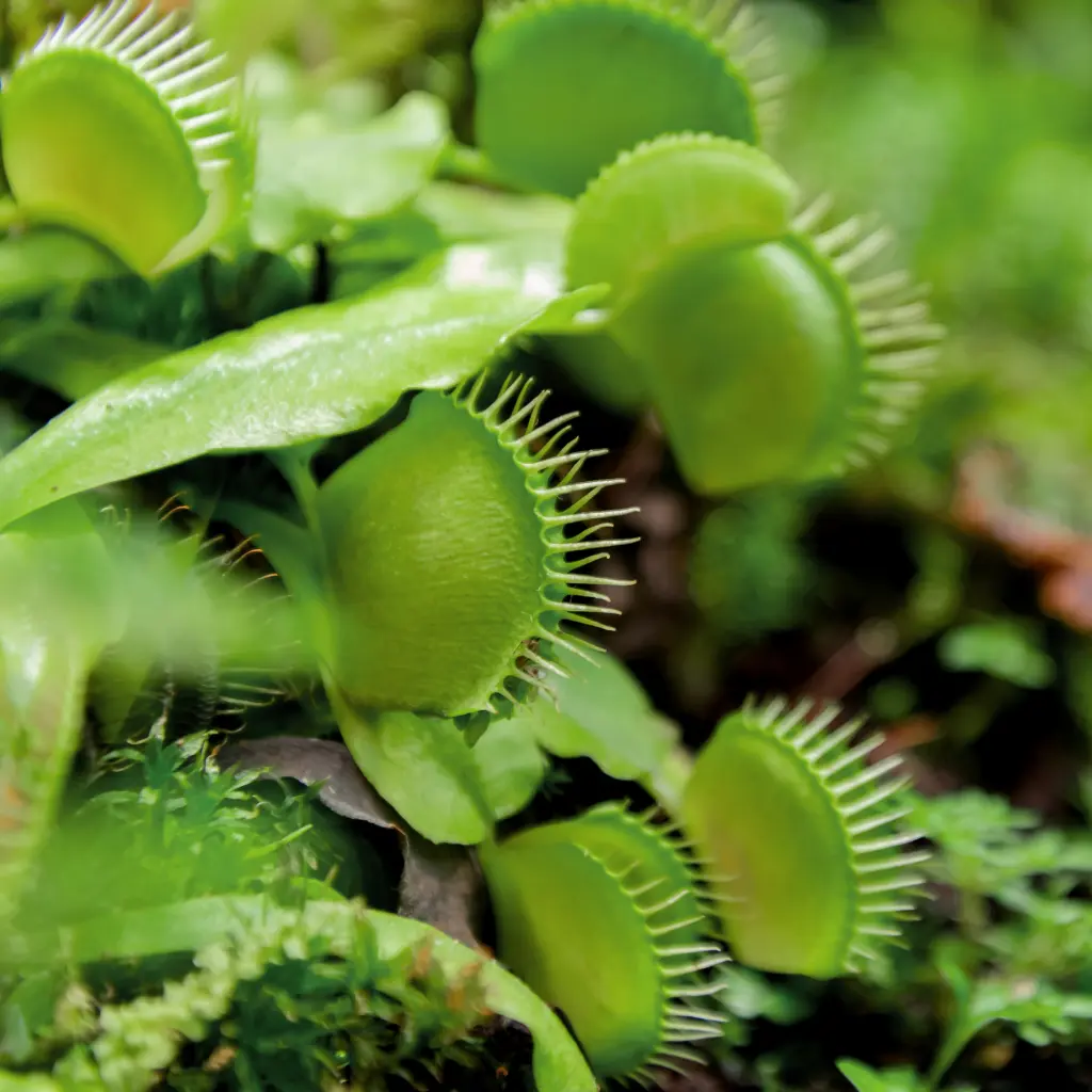 Dionaea Muscipula