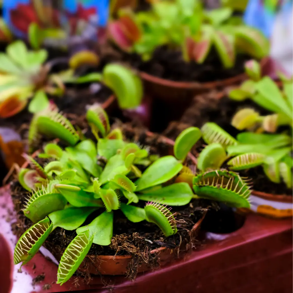 Dionaea Muscipula