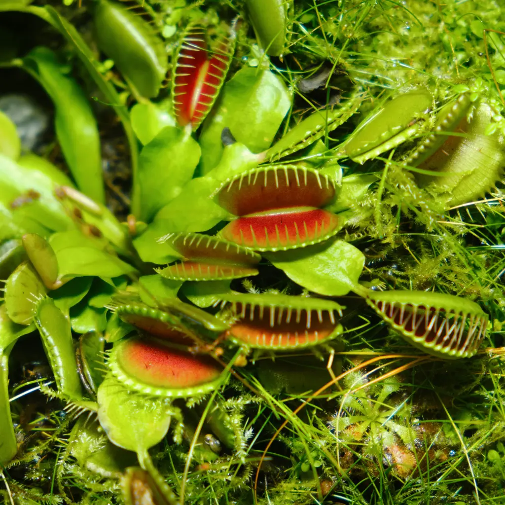 Dionaea Muscipula