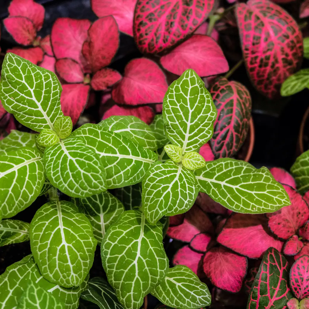 Fittonia kleuren