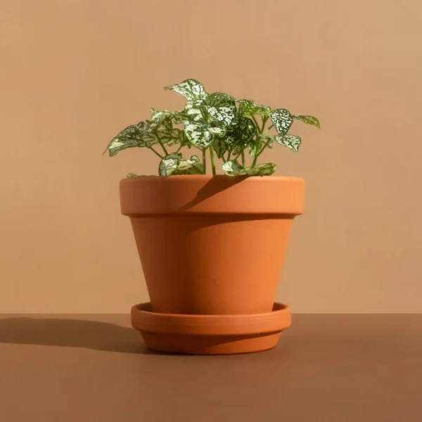 Fittonia terracotta