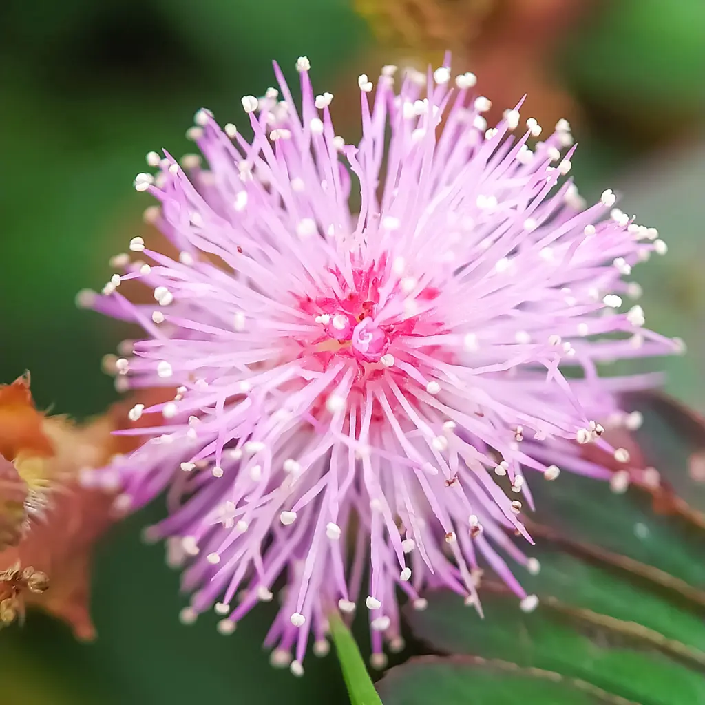 Mimosa Pudica bloem