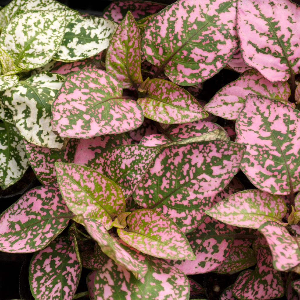 hypoestes close up