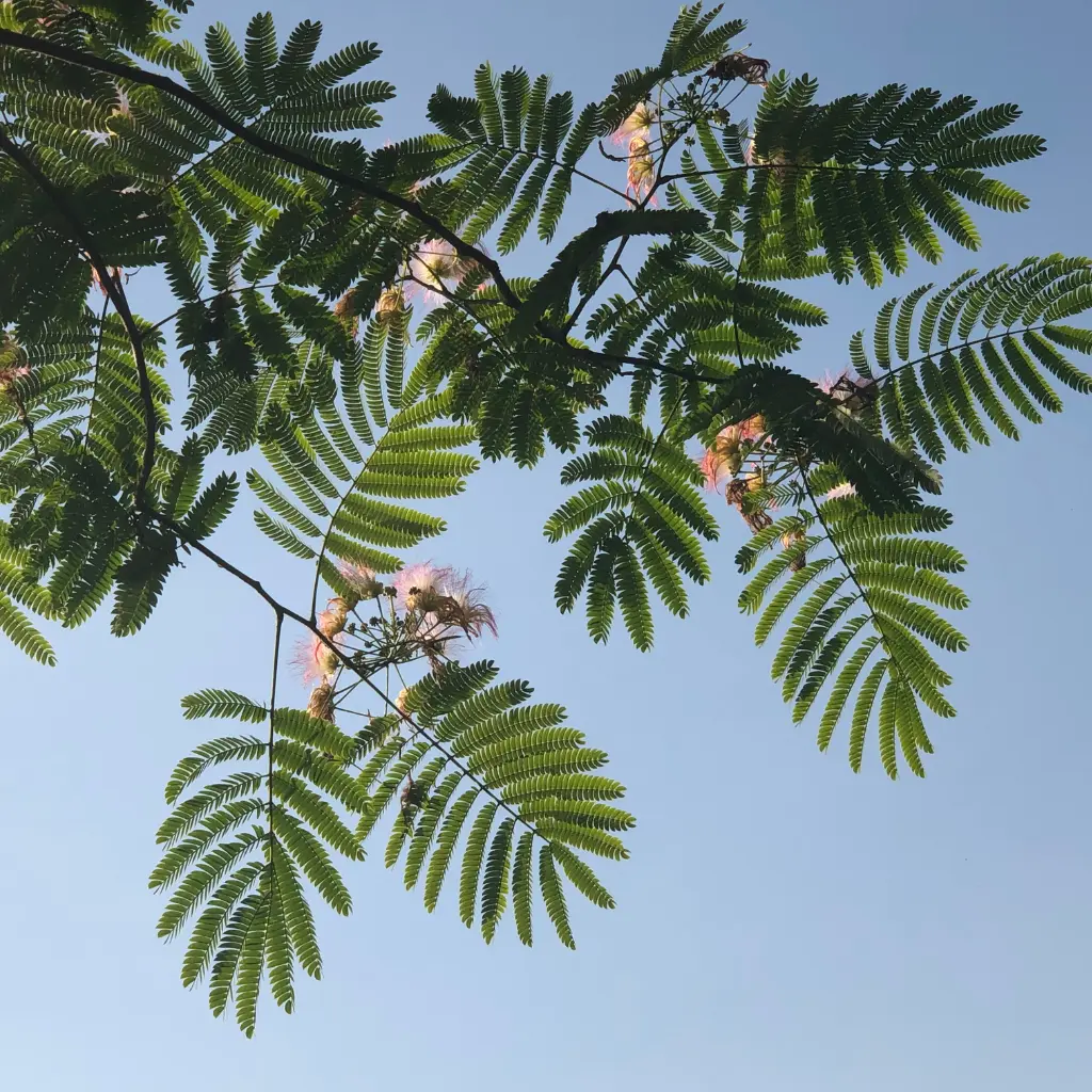 Mimosa Pudica