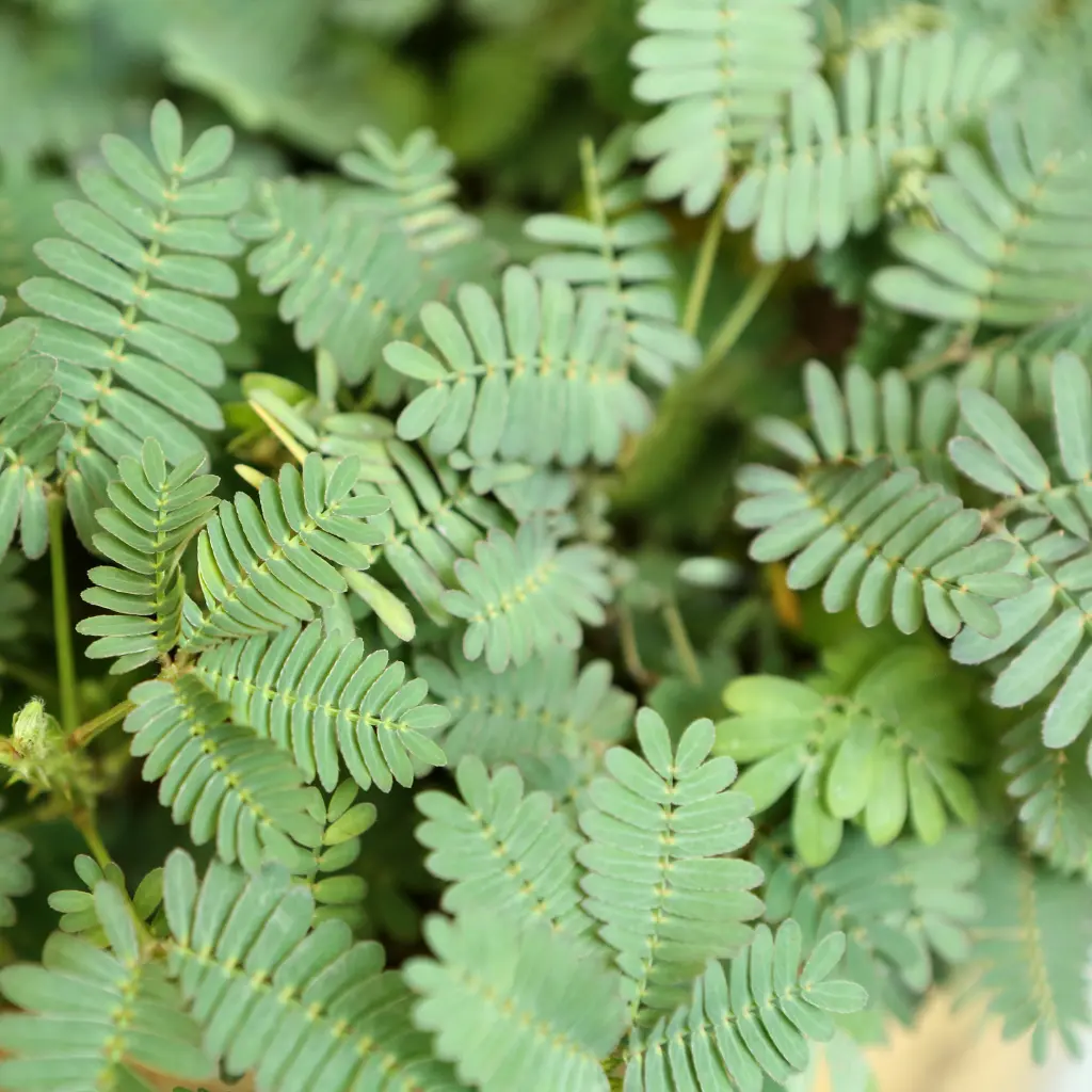 Mimosa Pudica