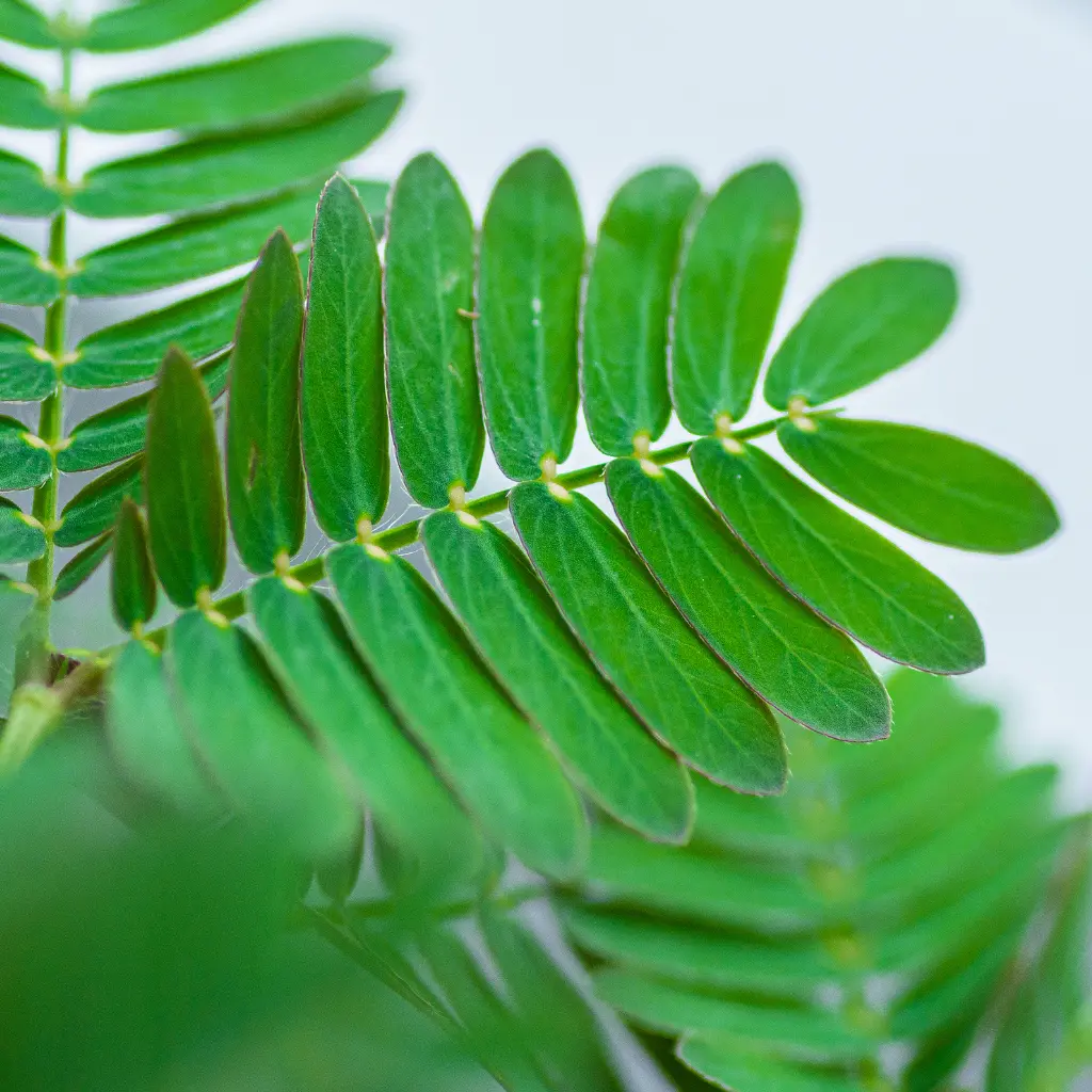 Mimosa Pudica blad