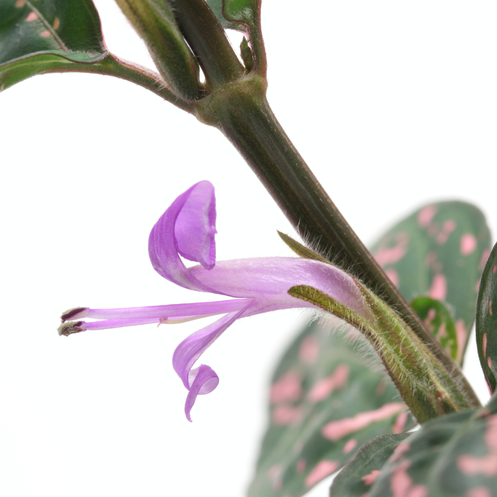 hypoestes bloem