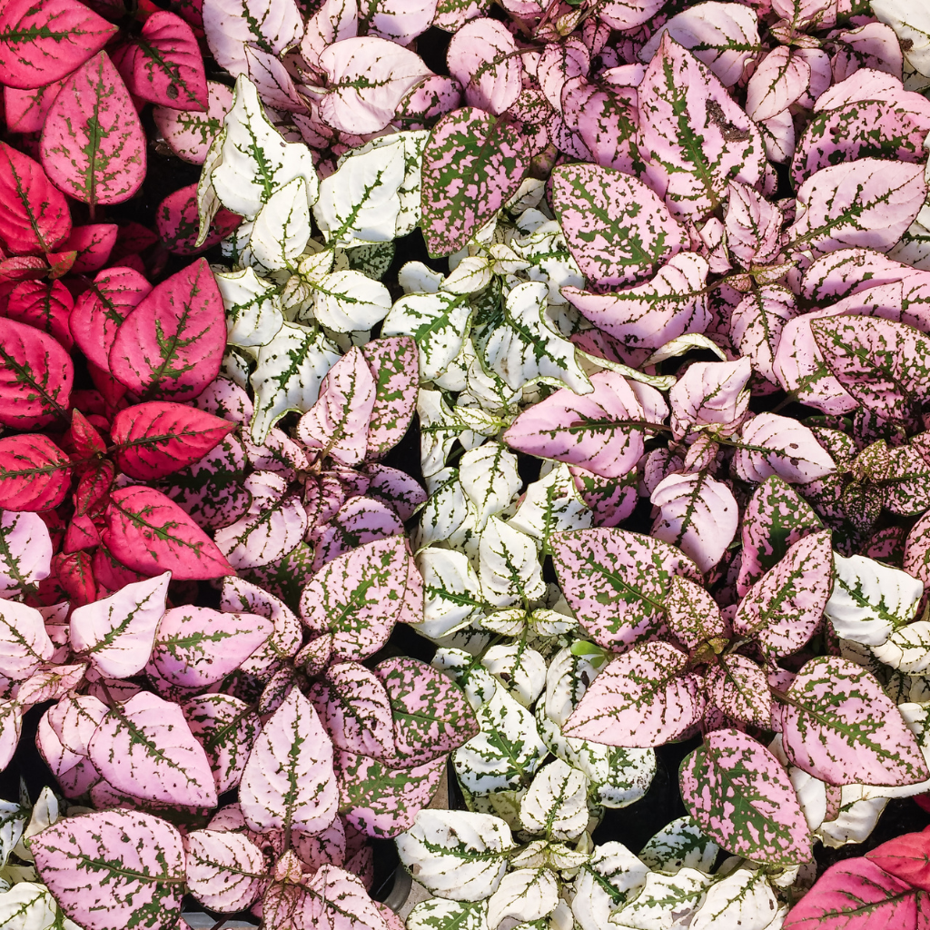 kleuren hypoestes