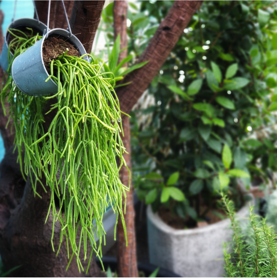 Rhipsalis