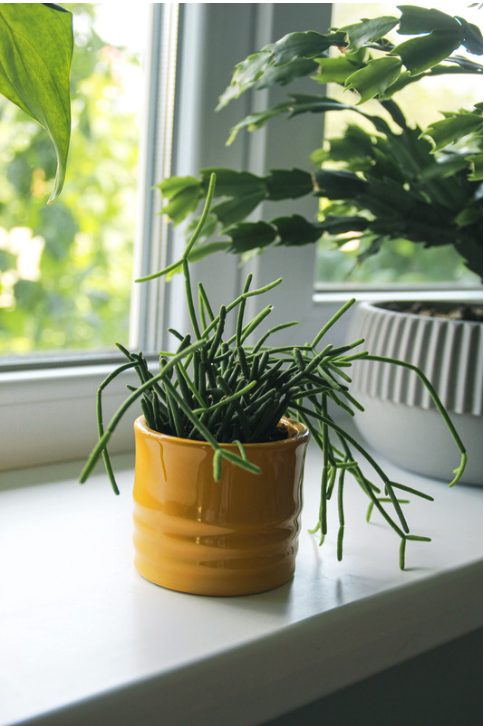 Rhipsalis