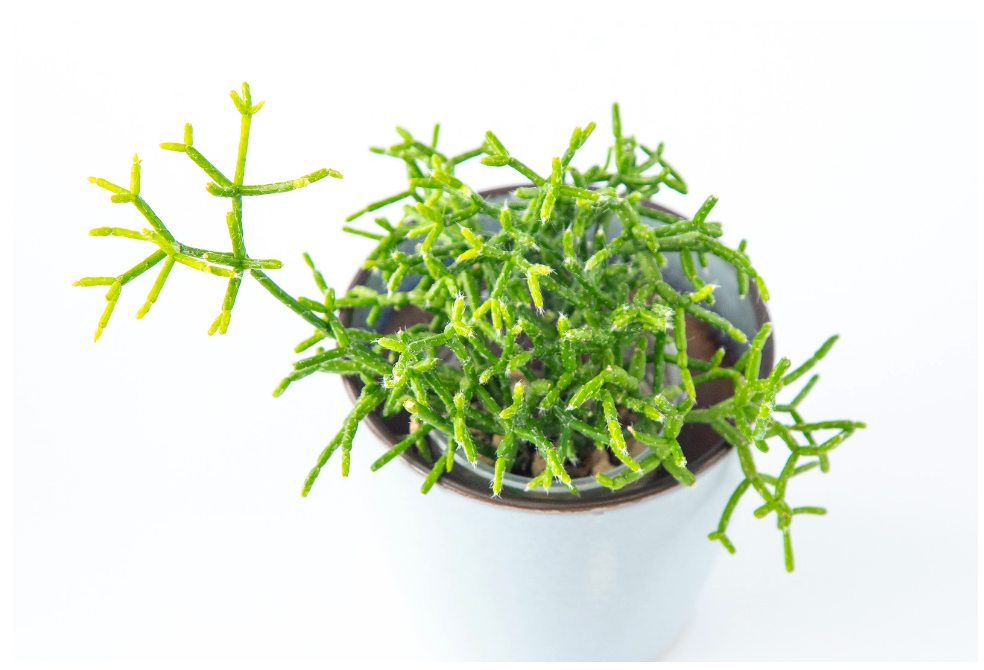 Rhipsalis