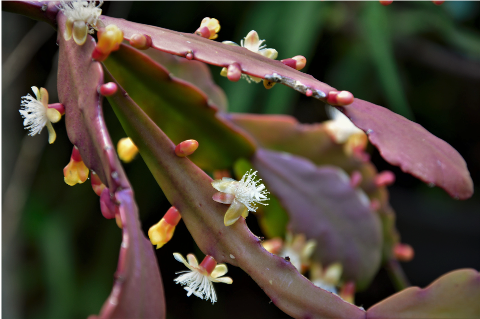 Rhipsalis bloei