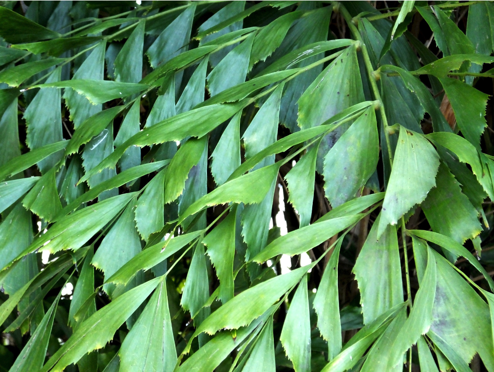 Caryota Mitis