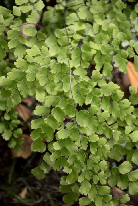 Caryota Mitis