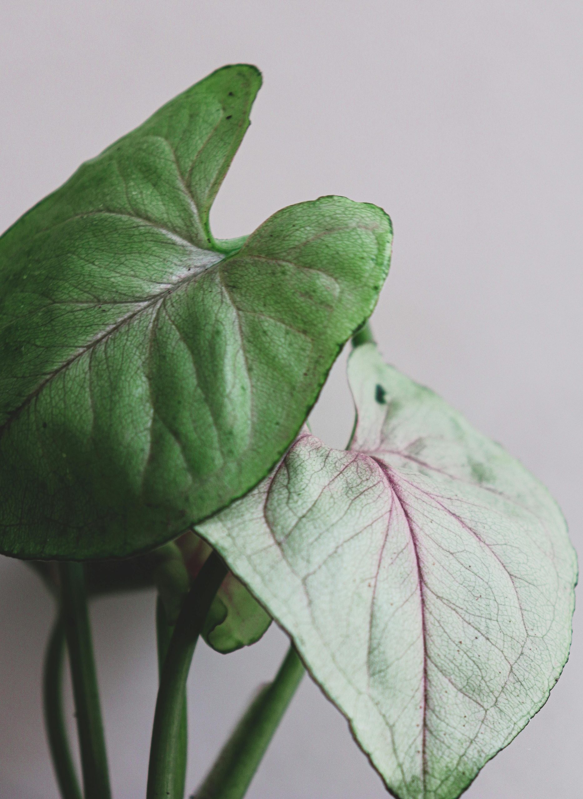 Caladium