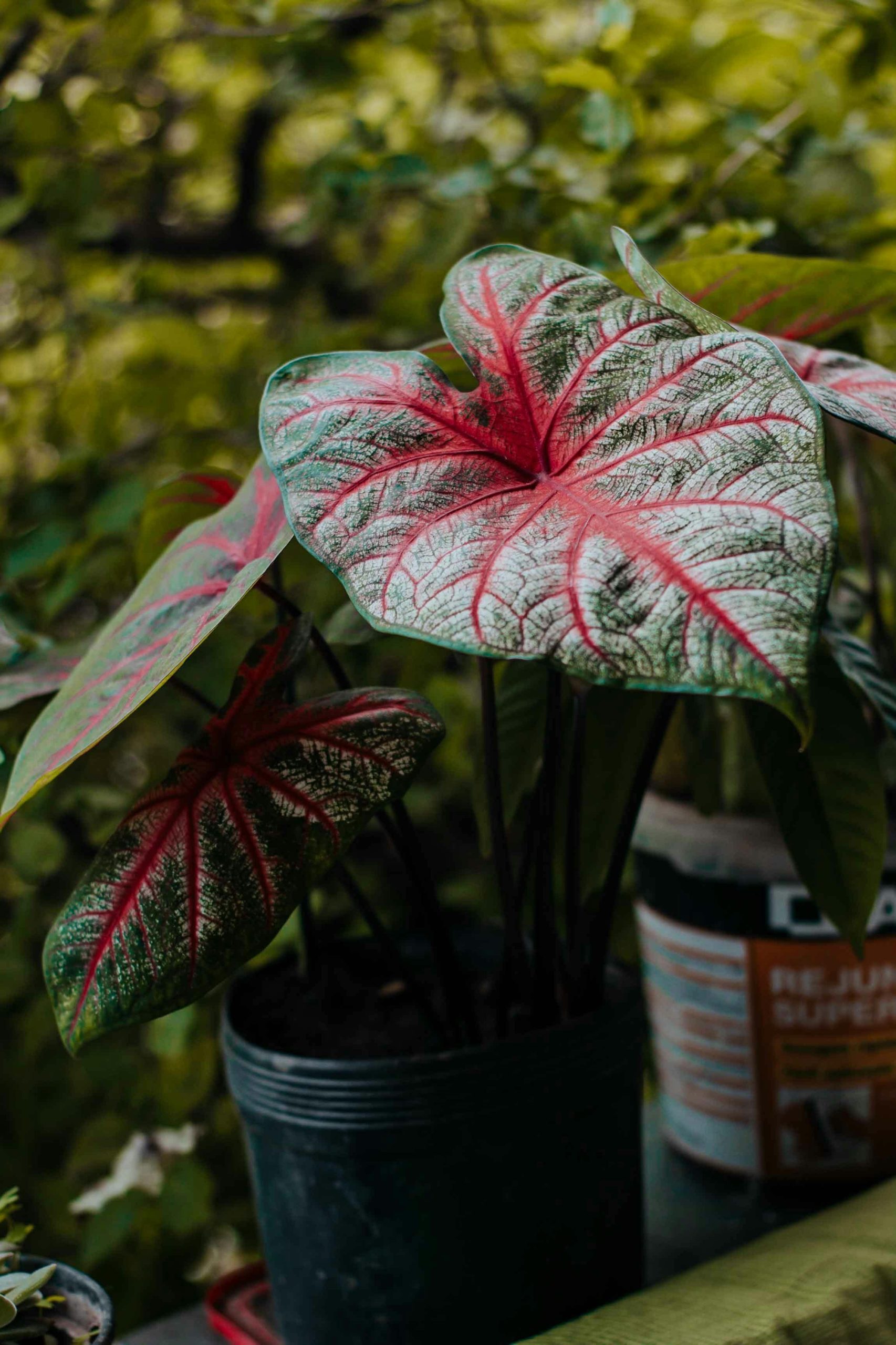 Caladium