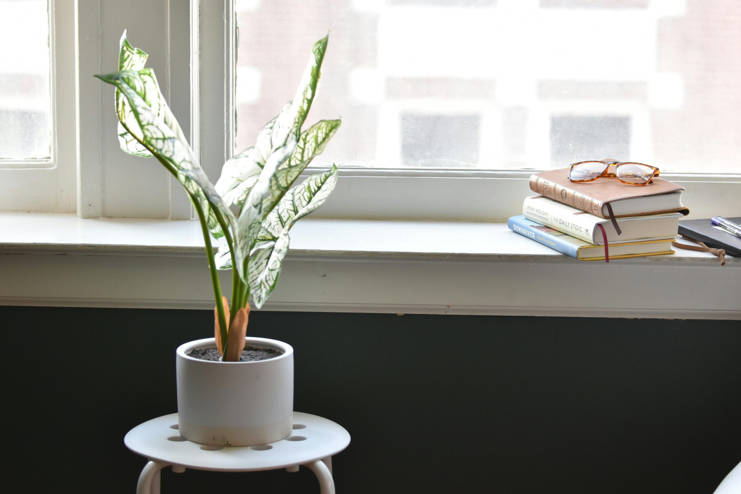 Caladium