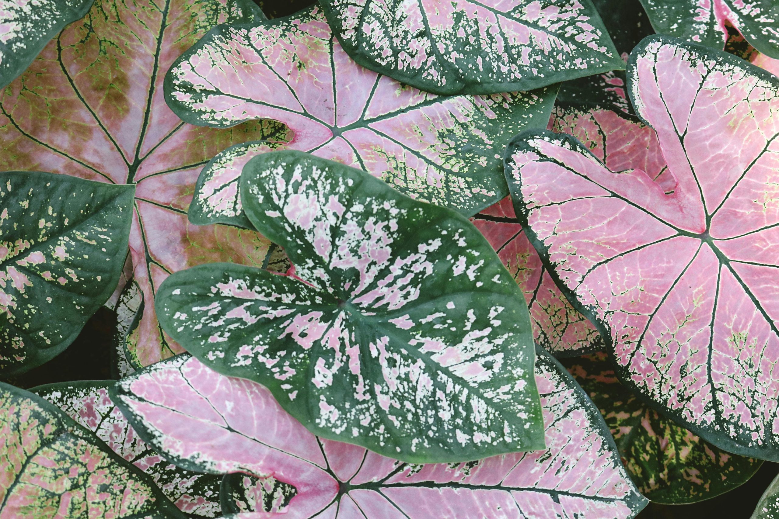 Caladium