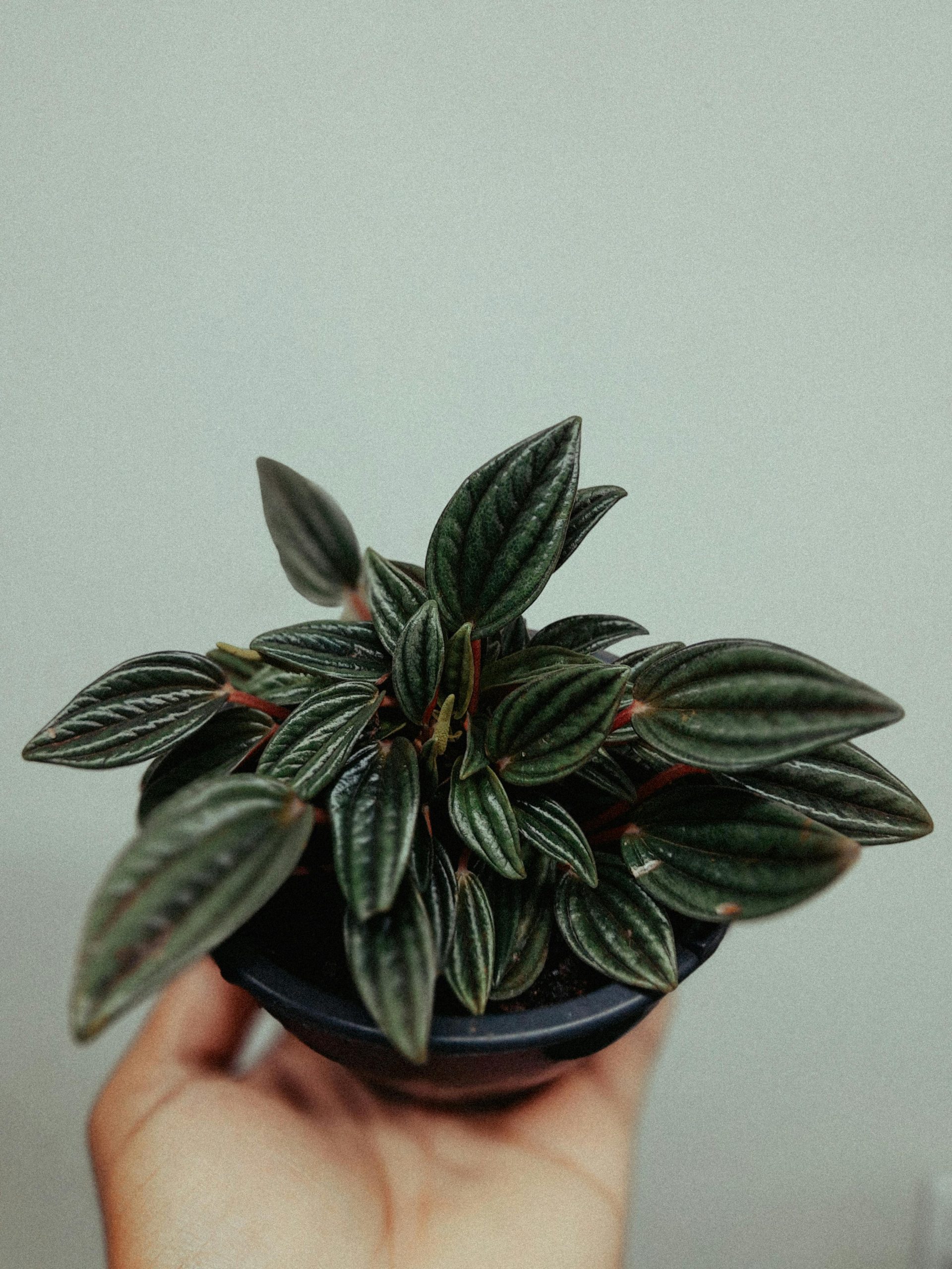 Peperomia