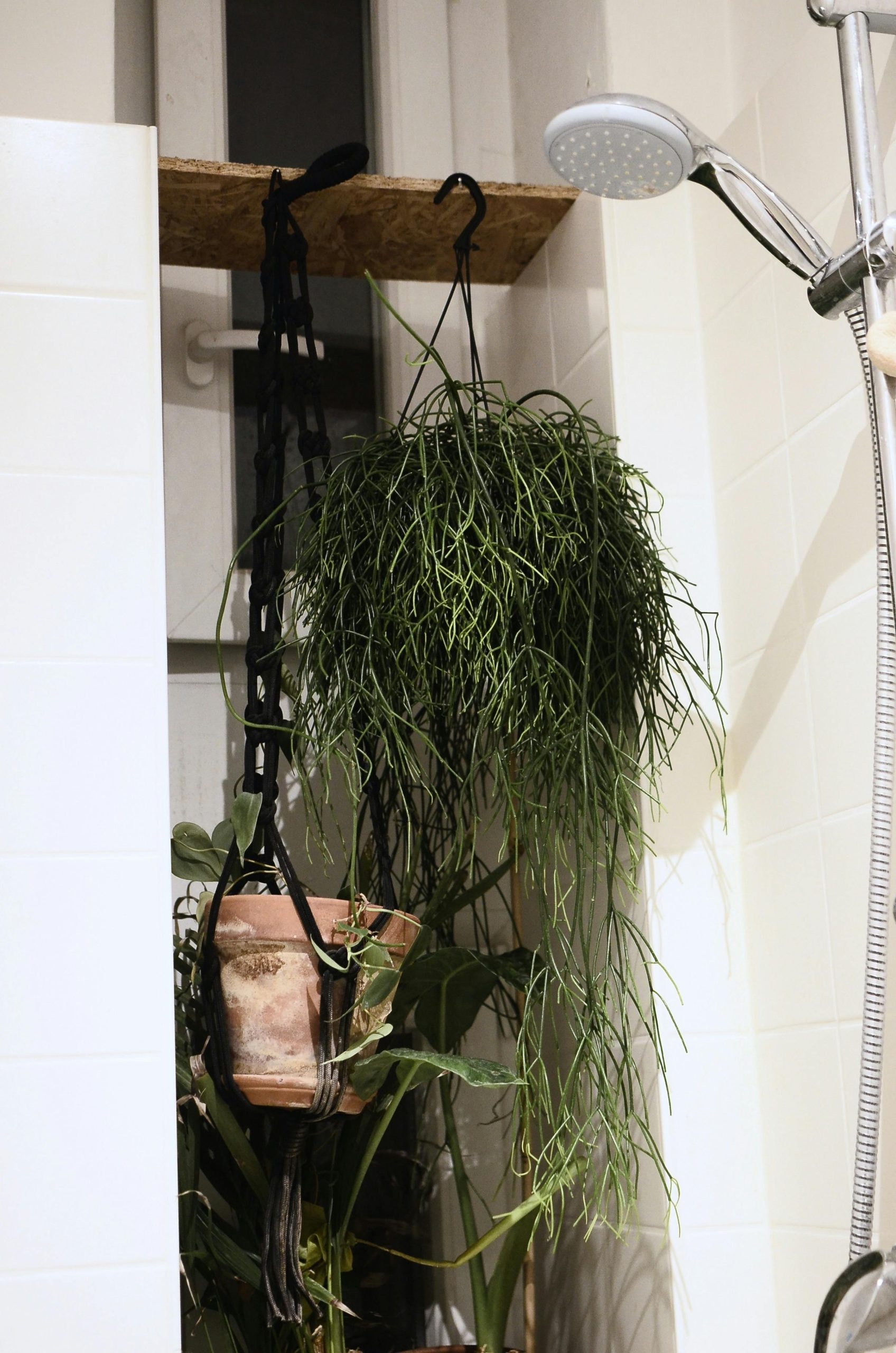 rhipsalis hangend