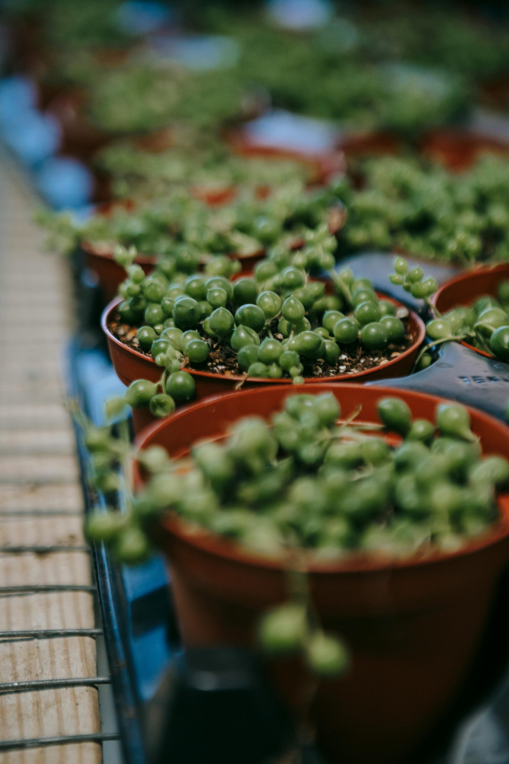 Senecio Rowleyanus