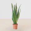 sansevieria zeylanica plant