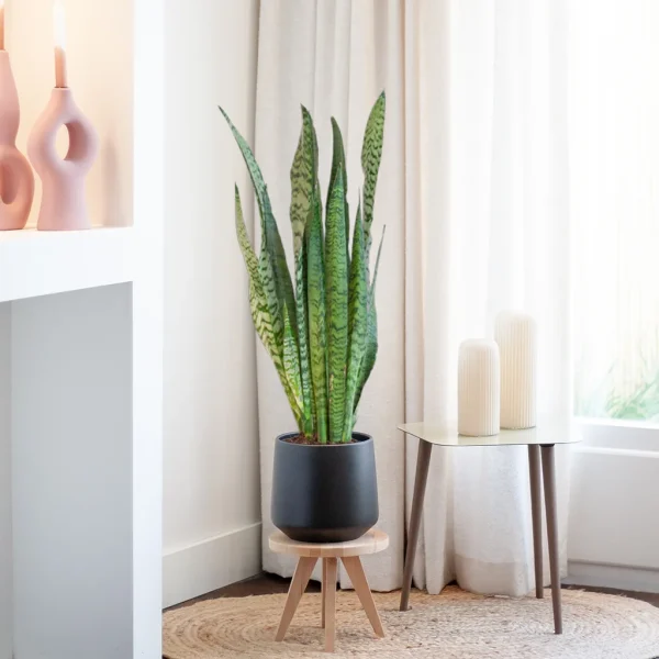 grote sansevieria zeylanica