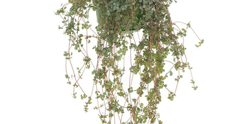 Pilea Glaucophylla (Hangplant) – P 15 cm
