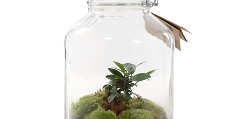Ecosysteem Ficus Ginseng bonsai weckpot (DIY)
